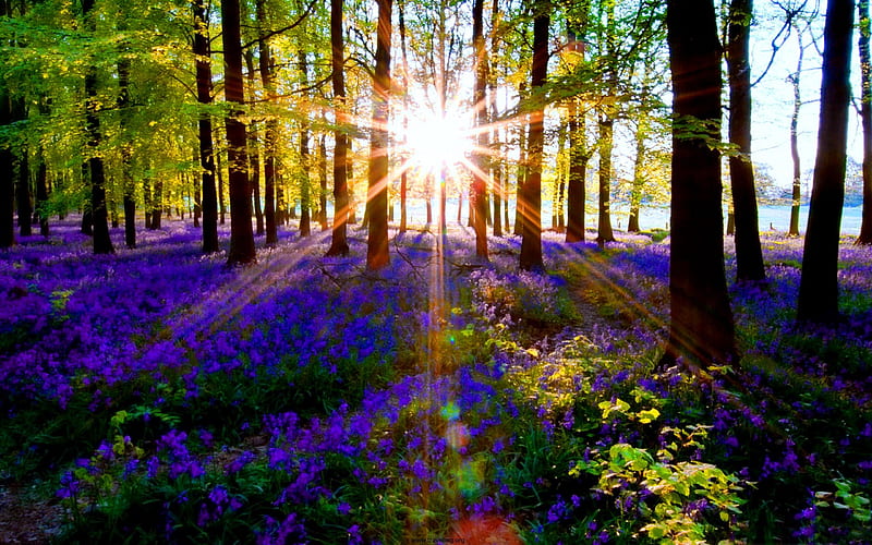 Sun glare in forest, pretty, glow, sun, grass, woods, shine, bonito, nice, wildflowers, flowers, glare, blue, forest, lovely, glowing, sunlight, delight, trees, cool, rays, summer, nature, HD wallpaper