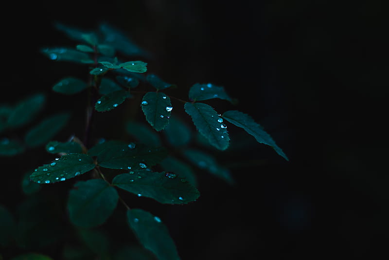 plant, leaves, drops, wet, dew, HD wallpaper