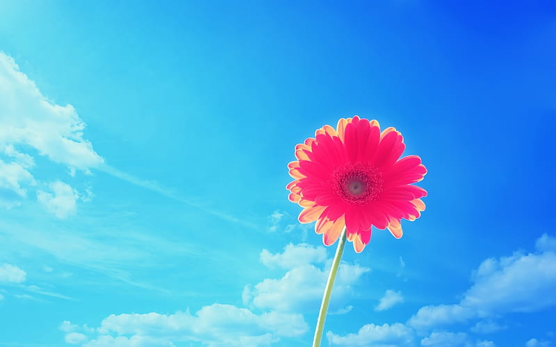blue sky against the background of Gerbera, HD wallpaper
