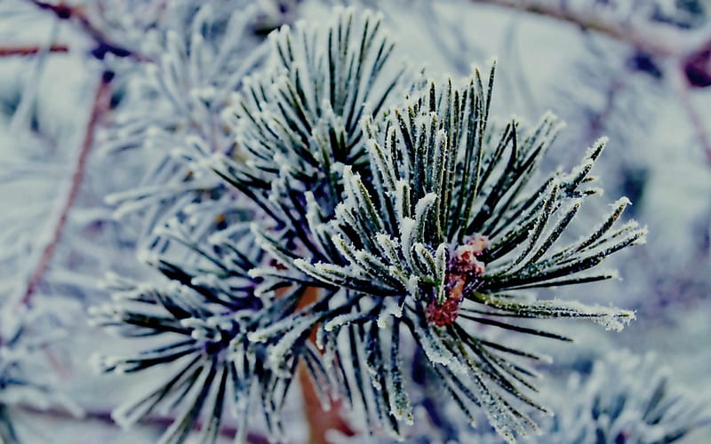 winter flower, nature, pine, winter, frost, HD wallpaper