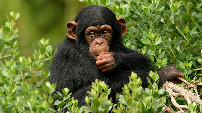 Chimpanzee, Animal, Ape, Primate, HD wallpaper