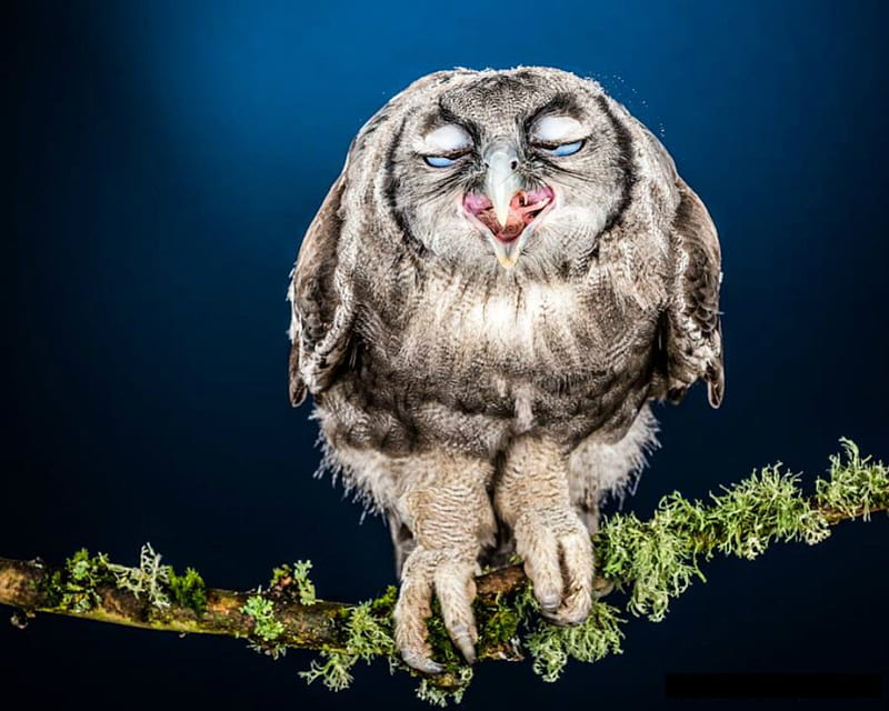 owl young, cute, owl, bird, branch, HD wallpaper