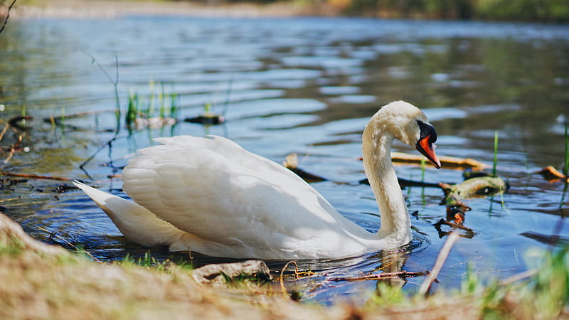 Mute Swan On Pond Birds, HD wallpaper