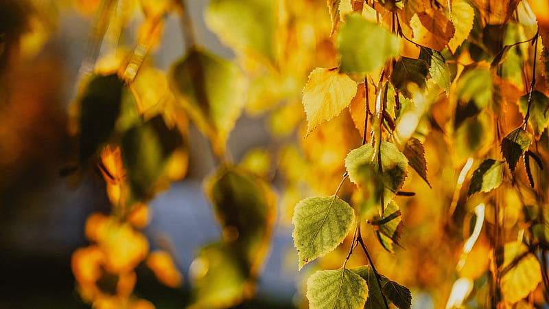 Earth, Leaf, Birch, Fall, HD wallpaper