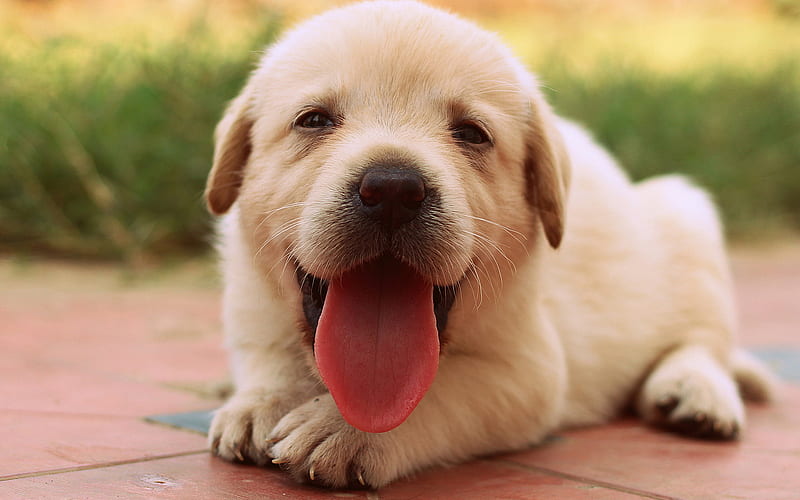 labrador, close-up, retriever, pets, puppy, cute animals, labradors, golden retriever, HD wallpaper