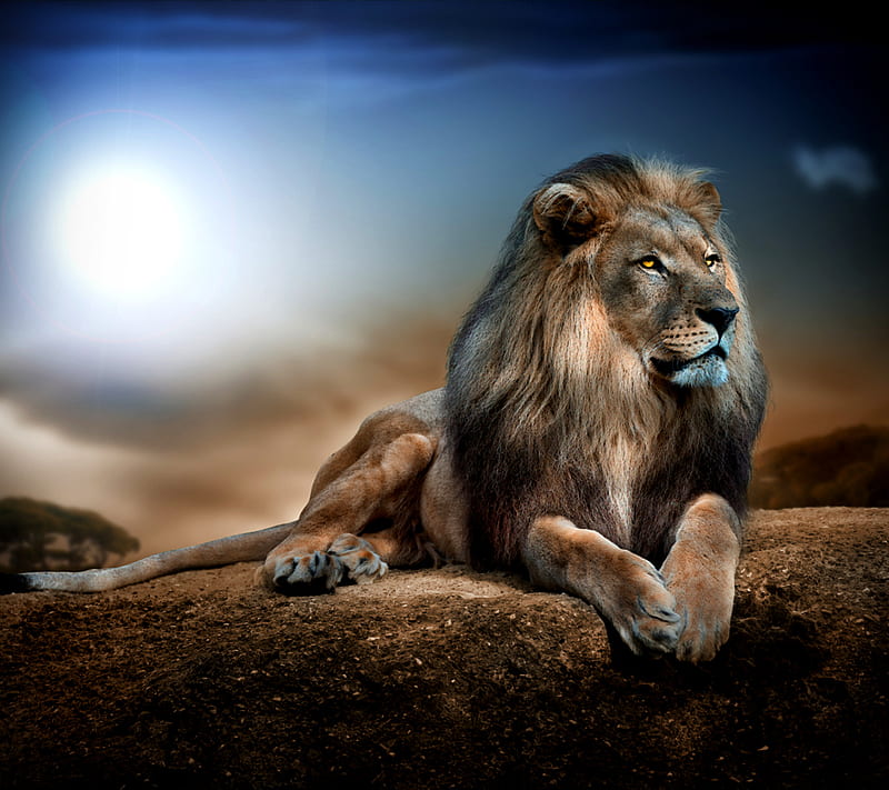 Majestic Lion, lion, majestic, HD wallpaper
