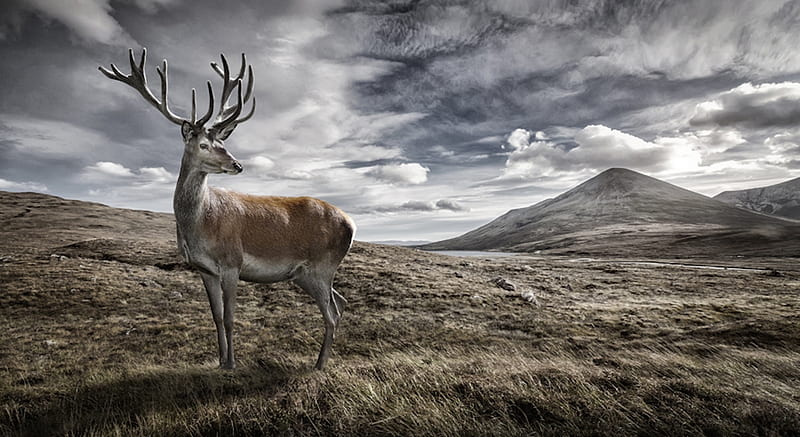 Highland Red Deer, red, nature, scottish, highland, animal, deer, HD wallpaper