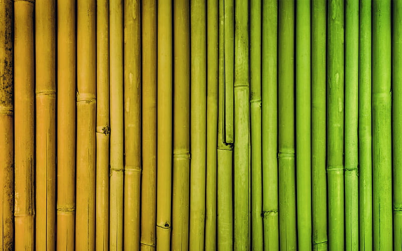 colorful bamboo texture colorful bambusoideae sticks, macro, vertical bamboo texture, bamboo textures, bambusoideae sticks, bamboo canes, bamboo sticks, colorful wooden background, bamboo, HD wallpaper