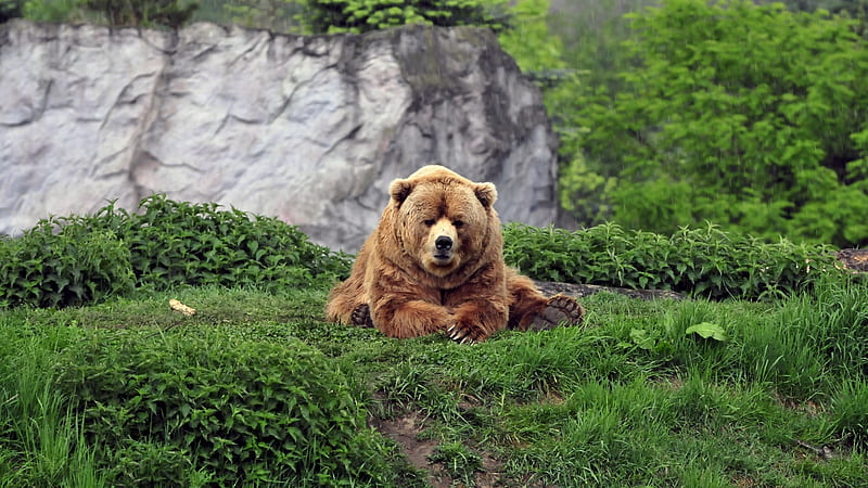 bear, lying down, grass, predator, cute, fluffy, Animal, HD wallpaper
