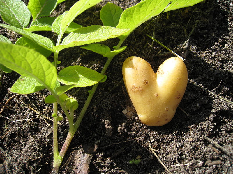 Potato Heart, green, potato, summer, garden, soil, leaf, HD wallpaper
