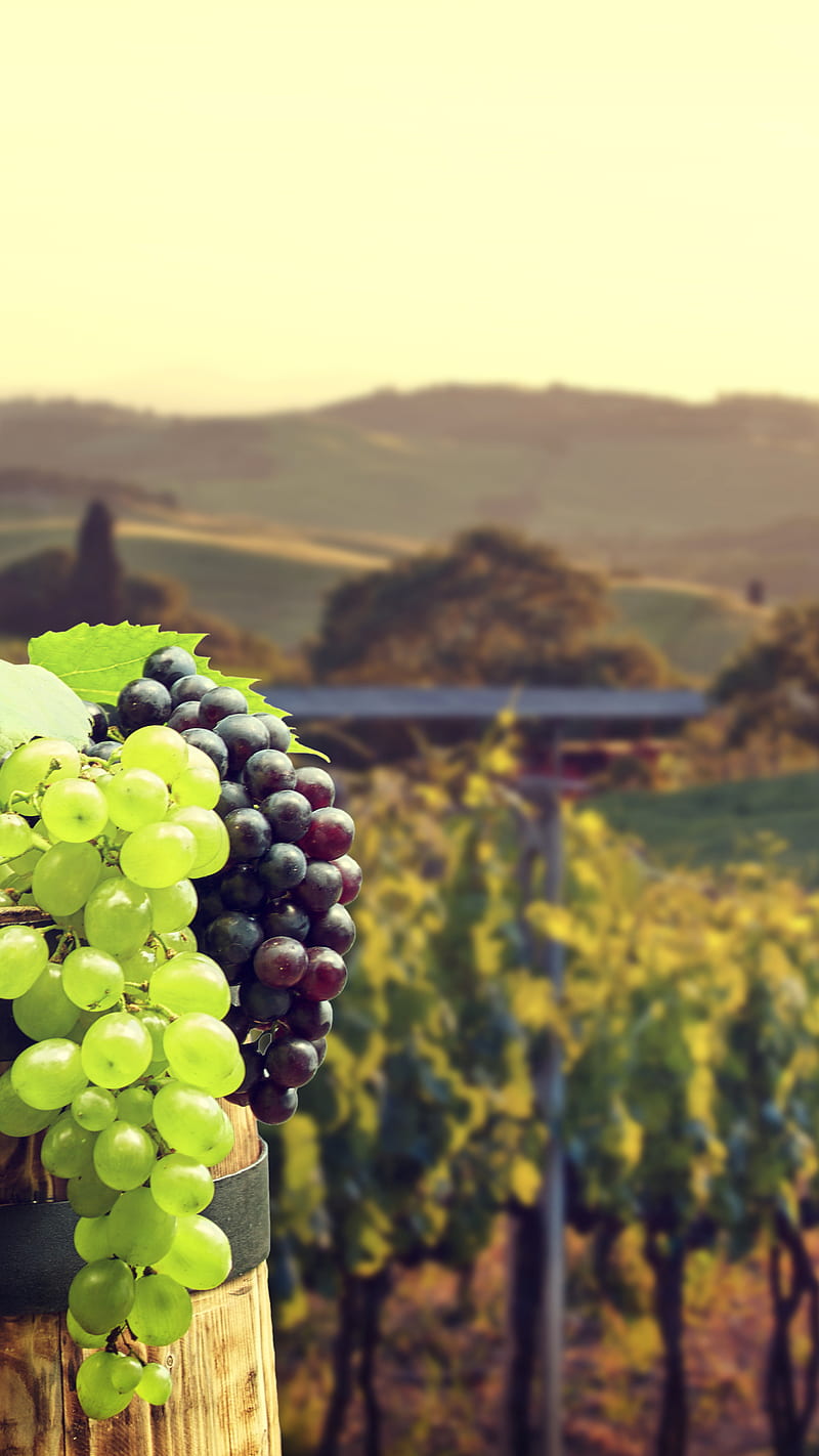 Vineyard , grapes, barrel, wine, HD phone wallpaper