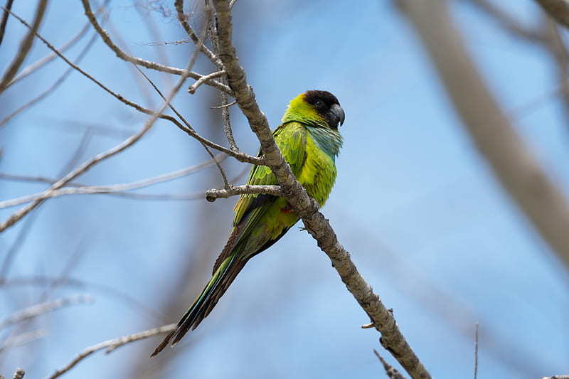 nanday parakeet, parrot, bird, green, branch, HD wallpaper