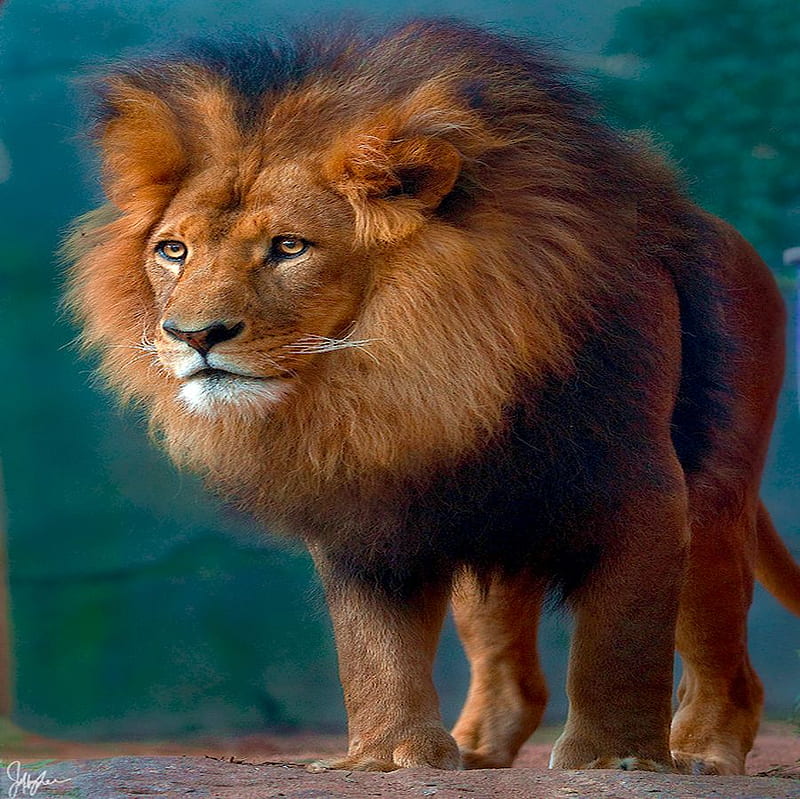 LION , TRUE KING OF WILDLIFE king, bonito, cat, lion, stuning, animal, wild, brow, awesome, nature, HD wallpaper