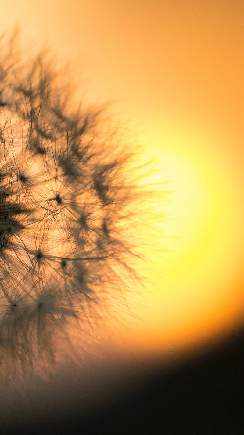 Dandelion flower , sunlight, sun, nature, HD phone wallpaper
