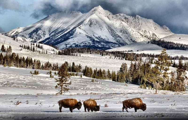 Yellowstone Winter Scene FC, USA, National Park, bonito, graphy, Wyoming, wide screen, nature, Yellowstone, scenery, landscape, HD wallpaper