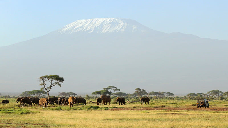 Kilimanjaro Safari, Elephants, Safaris, Wildlife, Travel, Animals, HD wallpaper