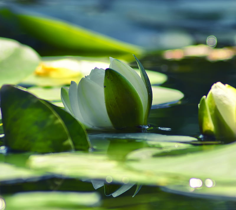 water lilly, am, mn, HD wallpaper