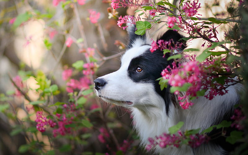 Border Collie Dog, spring, close-up, puppy, pets, cute animals, black white border collie, dogs, Border Collie, HD wallpaper