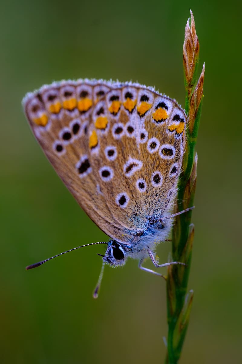 common blue butterfly, butterfly, grass, macro, HD phone wallpaper