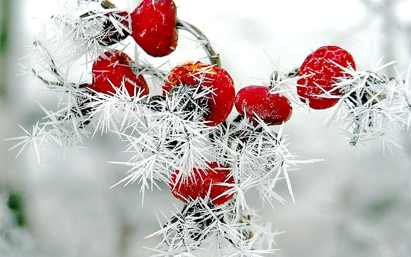 nature, Winter, Red, Berries, Rose, Hips, Snow, Frost / and Mobile Background, HD wallpaper