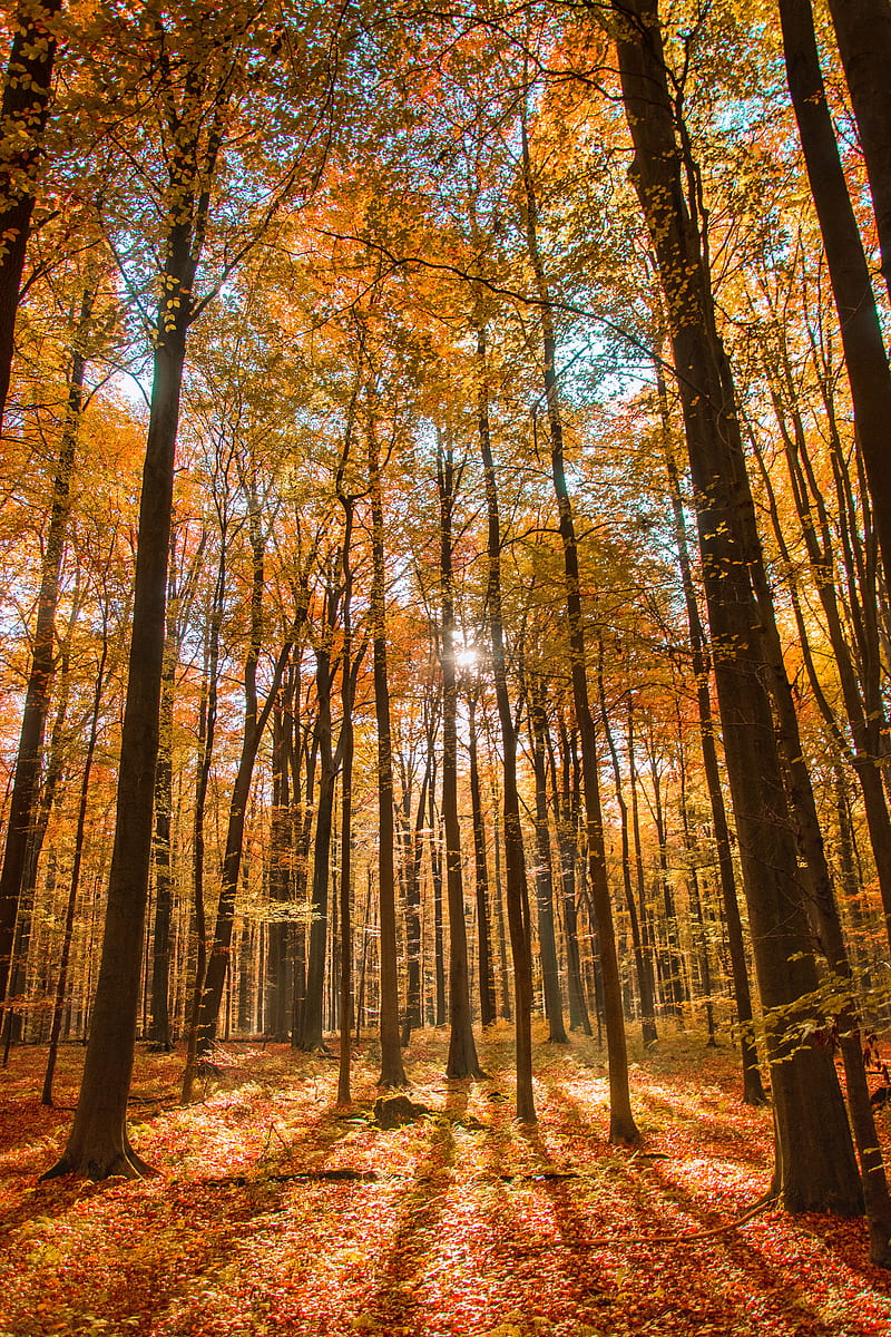 forest, autumn, nature, HD phone wallpaper