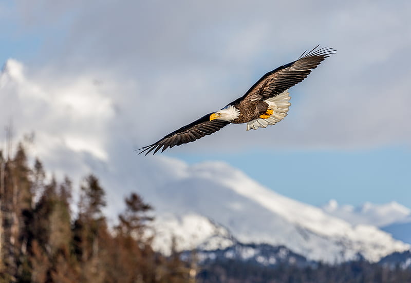 alaskan eagle, eagle, bird, wings, flight, HD wallpaper