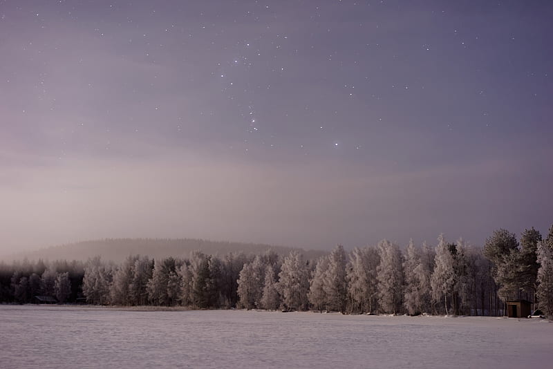 snow covered field with tress during night time, HD wallpaper