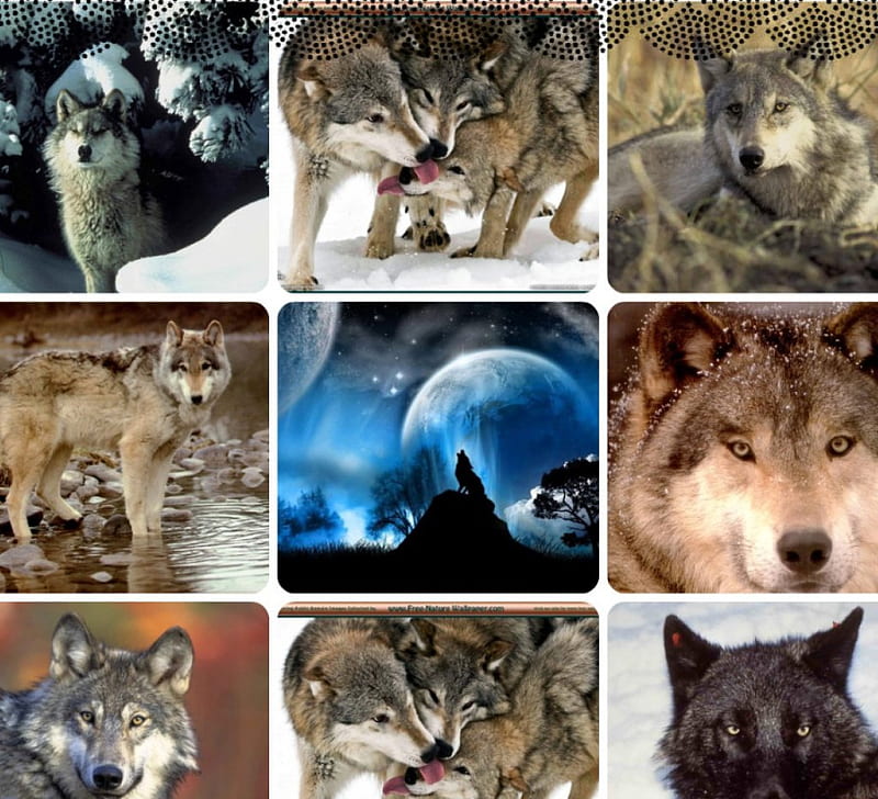 FOR DEAR TONY ''NANNOUK'', nature, collage, wolves, friends, HD wallpaper