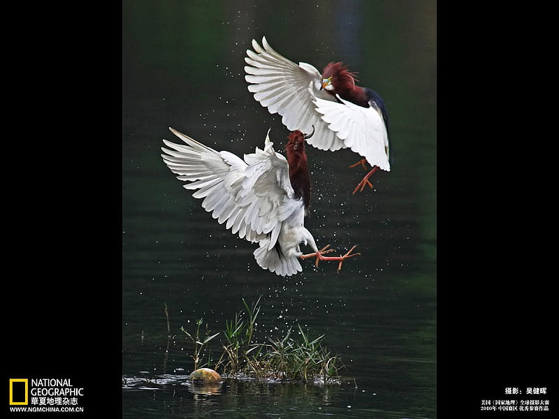 Pond Heron battle, HD wallpaper