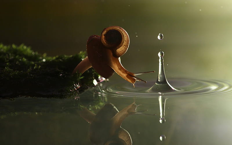 Snail, cute, water, drop, close-up, macro, HD wallpaper