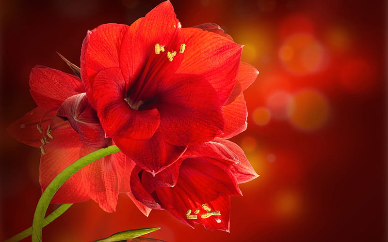 Amaryllis macro, red flowers, bokeh, beautiful flowers, Amaryllidaceae, HD wallpaper