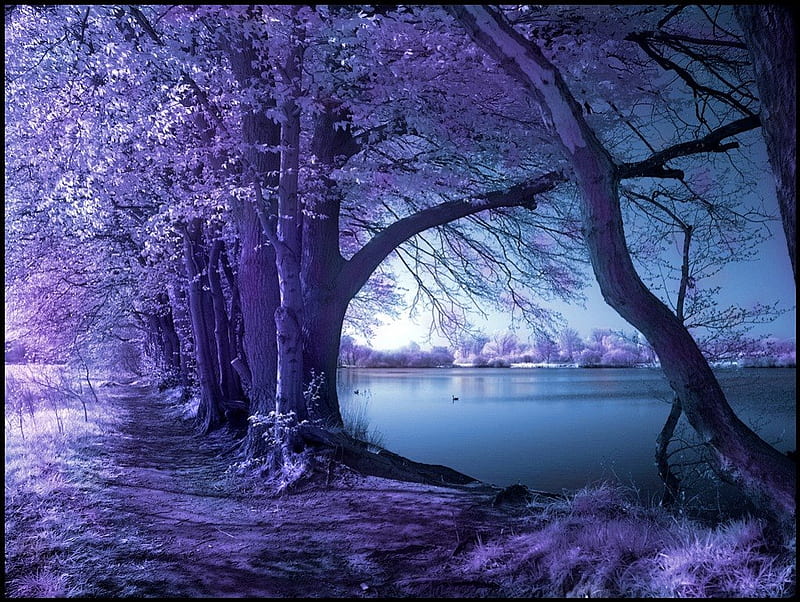 ✰Springtime Infrared✰, pretty, wonderful, silent, Nature, sweet, calm, splendor, love, infrared, graphy, surreal, lovely, springtime, Plants, cool, serenity, purple, splendidly, sidewalk, colorful, scenic, bonito, seasons, Trees, scenery, magnificent, miracle, blue, amazing, lakes, view, colors, Leaves, spring, reflections, HD wallpaper