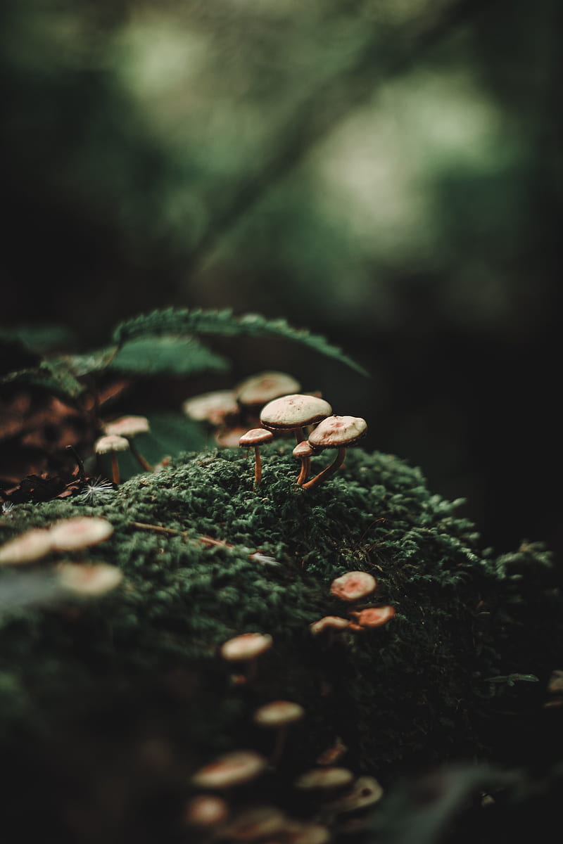 forest, moss, mushrooms, close-up, graphy, macro, Nature, HD phone wallpaper