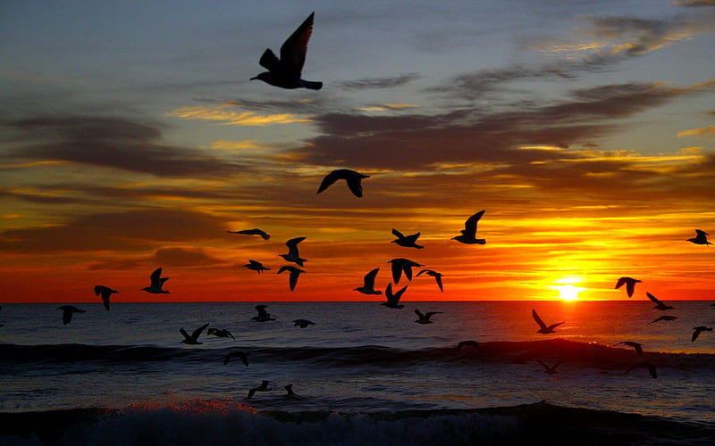DOM FLIGHTS, silhouettes of birds, silhouettes, birds, sunset, sea, landscape, HD wallpaper