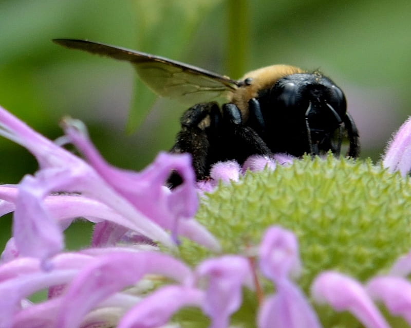 Hungry Little Bee, bee, honeybee, bee pollinating flower, carpenter bee, HD wallpaper
