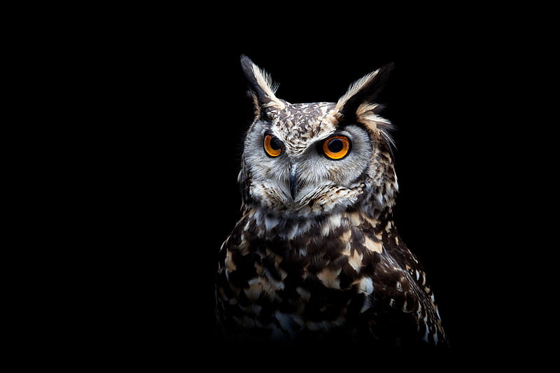 Owl Dark Background, owl, predator, birds, HD wallpaper