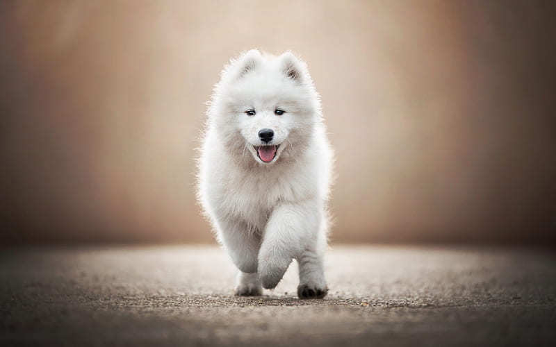 Samoyed, small white puppy, cute fluffy dogs, Samoyed puppy, road, funny  animals, HD wallpaper | Peakpx