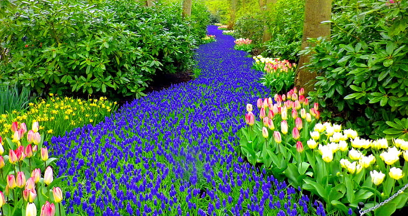 Keukenhof flowers, beautfiful, pretty, colorful, carpet, nice, flowers, beauty, tulips, forest, lovely, Keukenhof, park, trees, freshness, summer, garden, nature, HD wallpaper