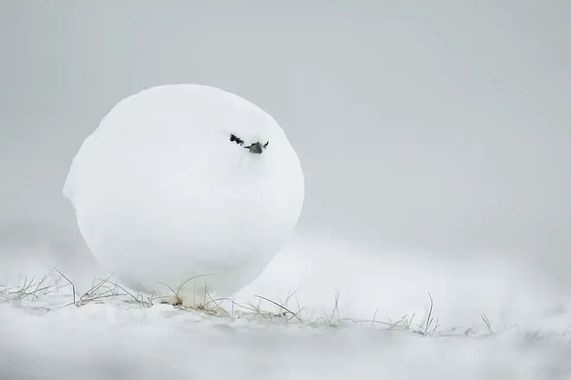 Snowball by Jaques Poulard, snowball, bird, iarna, snow, nature, jaques poulard, winter, white, grouse, funny, pasari, HD wallpaper