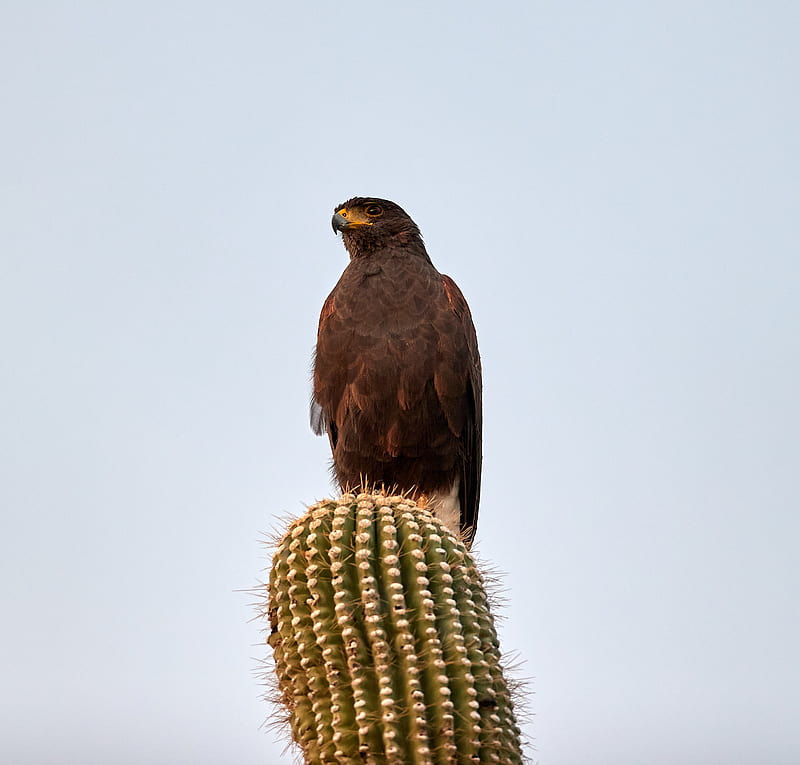 lesser spotted eagle, bird, predator, cactus, HD wallpaper