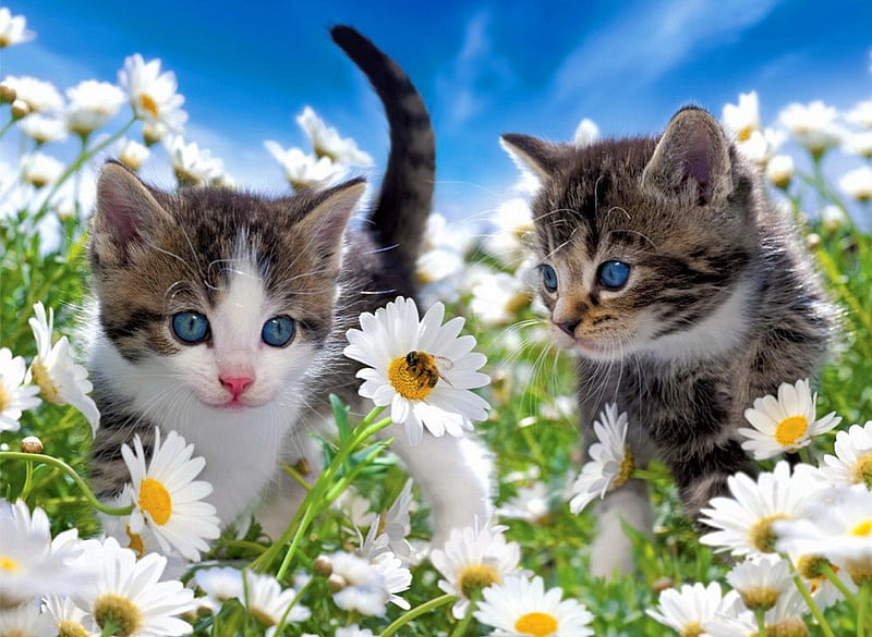 Kittens in the garden, grass, fresh, kitty, adorable, spring, cat, sky, clouds, freshness, sweet, daisies, cute, summer, garden, kitten, field, HD wallpaper