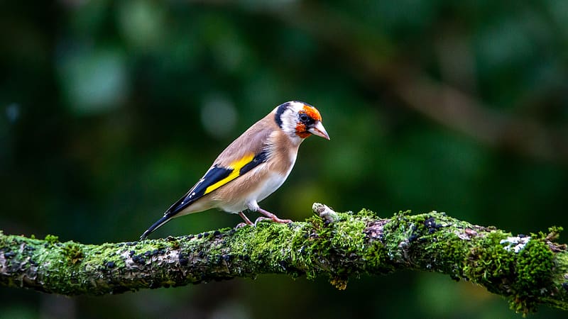 Goldfinch, ornithology, animal, bird, HD wallpaper