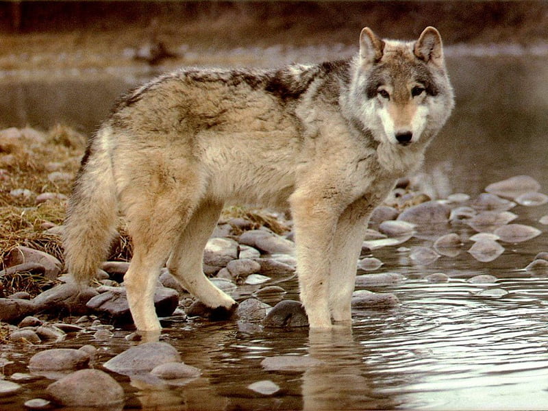 Lobo :), lobo, loups, wolf, animal, HD wallpaper