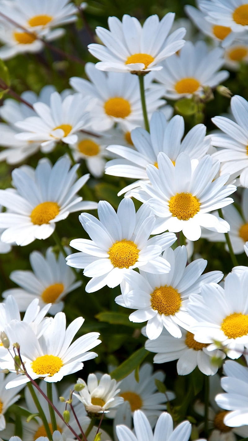 Daisies, beauty, daisy, flower, flowers, green, nature, white, yellow, HD phone wallpaper
