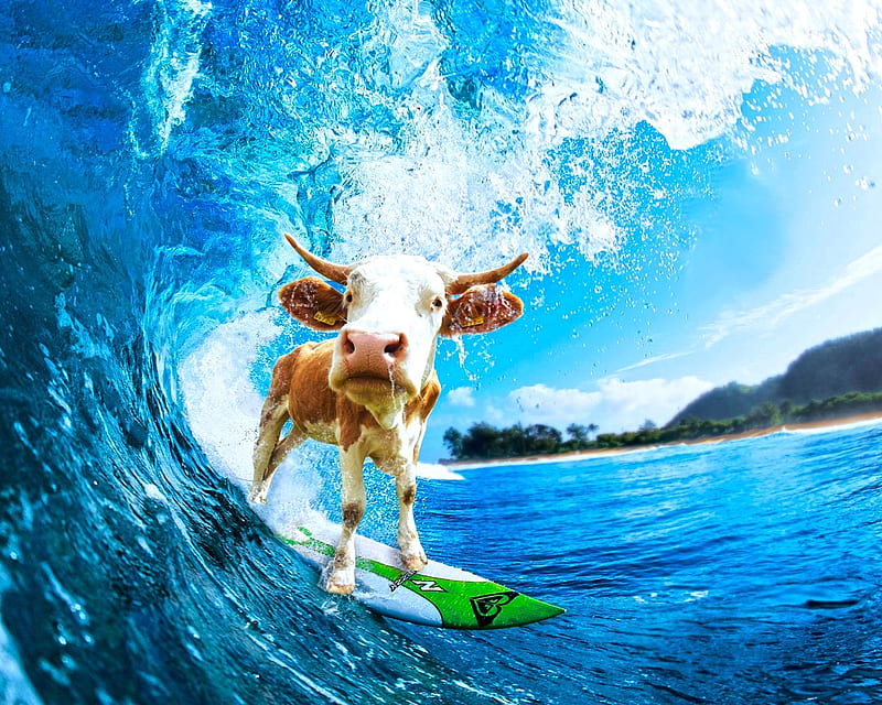 :D, surfing, sea, animal, wave, cow, creative, fantasy, vara, water, summer, funny, blue, HD wallpaper