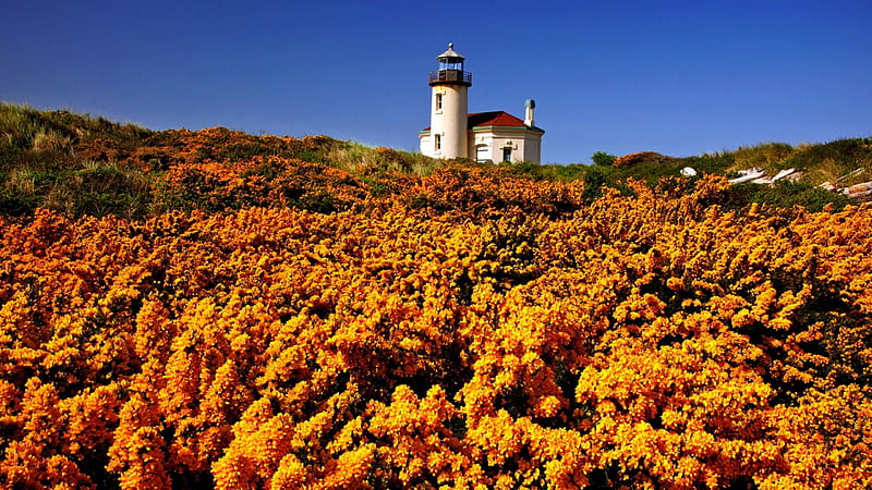 WILDFLOWERS & LIGHTHOUSE, mountain, ocean, flower, morning, marine scene, lighthouse, mood, landscape, HD wallpaper