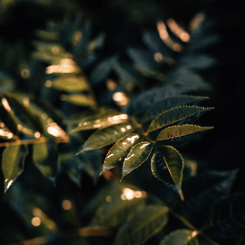 leaves, wet, macro, green, plant, HD phone wallpaper
