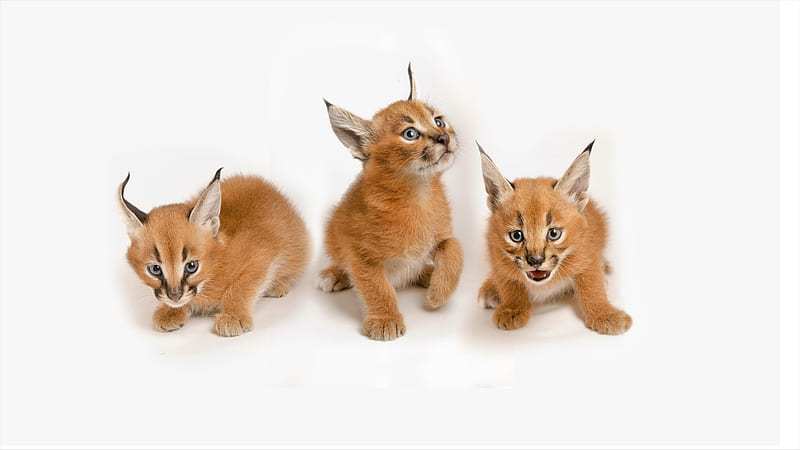 Big Floppa Wallpaper Explore more Animal, Big Floppa, Breed Cat, Caracal,  Cat wallpaper.