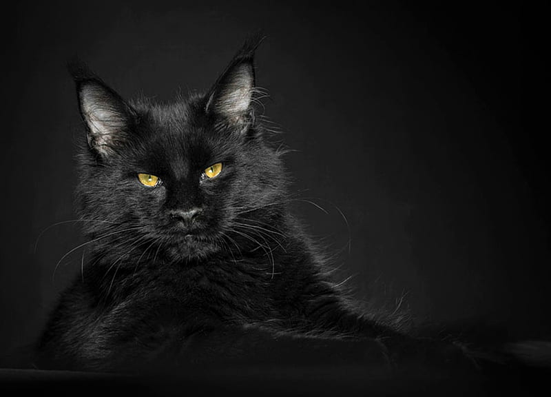 Gato, maine coon, negro, robert sijka, animal, pisica, Fondo de