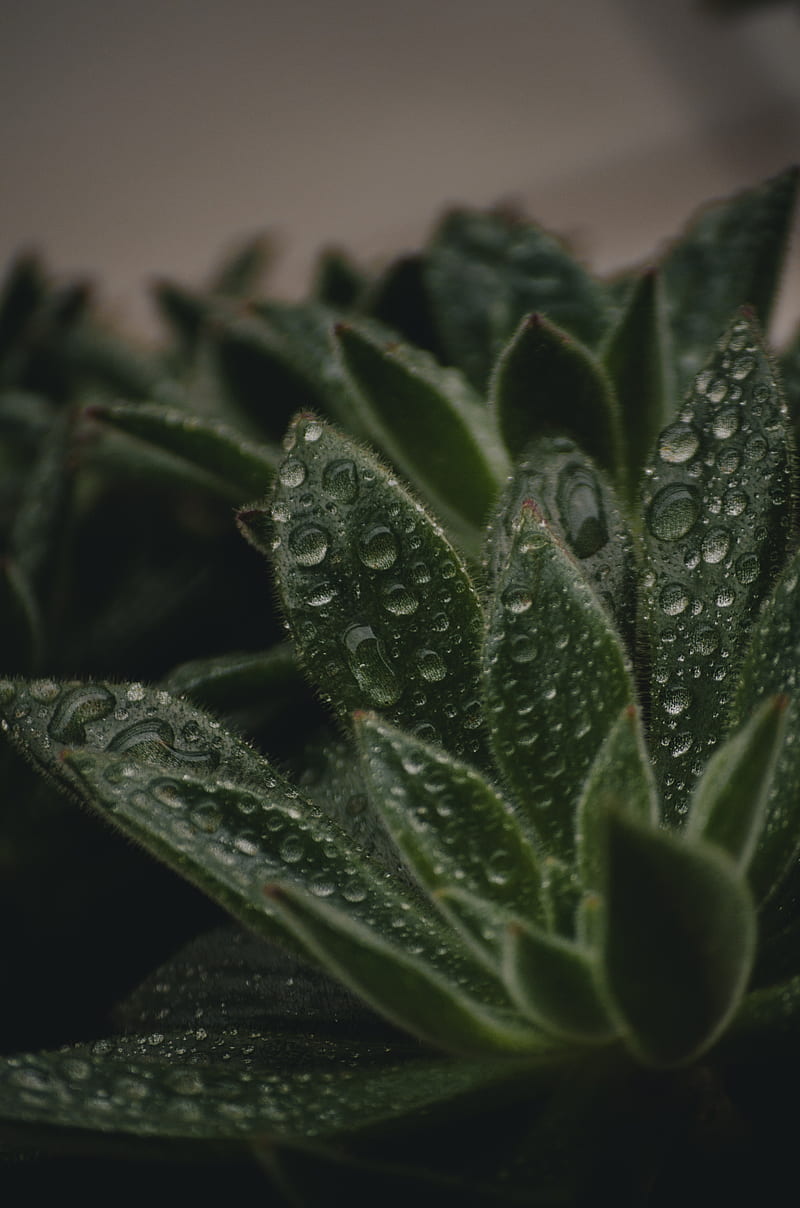 plant, leaves, pile, drops, wet, macro, green, HD phone wallpaper